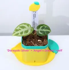 Sorap-ドラヤキシルバー × エンジェルズドリーム 姫モン斑入りセット 2026年最新】エンジェルズ アンスリウムの人気アイテム - メルカリ