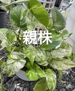 ポトス（16）根付きカット苗 斑入り計15本 - メルカリ