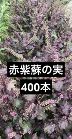 2025年最新】穂紫蘇の人気アイテム - メルカリ