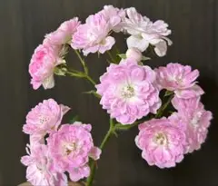 カーネーション パステルダマスカス 28センチ10本❲切り花生花バラ❳8