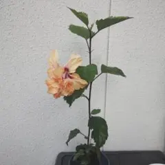 2段咲きハイビスカス⑨ フラミンゴ オレンジ色 挿し木苗 - メルカリ