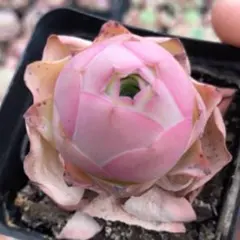 2026年最新】観葉植物 アエオニウムの人気アイテム - メルカリ