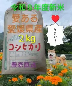令和8年度新米♥愛媛県産コシヒカリ2kg（白米） - メルカリ