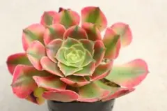 5 #観葉植物 アエオニウム錦❤️ 海仙❤️1大頭 17cm拨き苗 - メルカリ