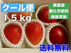 【農園直送・自宅用】完熟マンゴー 1.5kg アーウィンのサムネイル