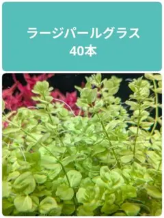 水草　水中葉　ラージパールグラス　40本のサムネイル