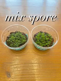 2025年最新】マダガスカリエンセの人気アイテム - メルカリ