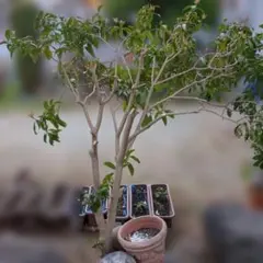 『引き取り限定』　金木犀の木