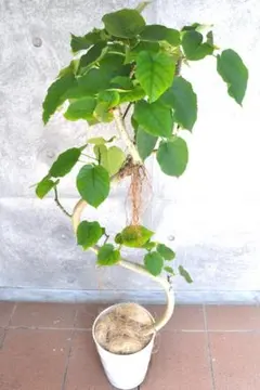 フィカス・ウンベラータ 8号 140cm S-shaped tree form フィカス ウンベラータ 140cm8号 S-shaped tree form - メルカリ
