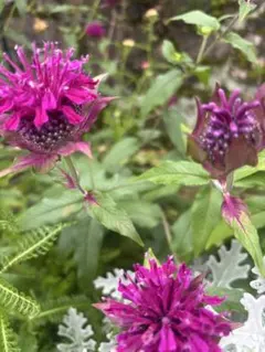 モナルダ ベルガモット 花苗 宿根草のサムネイル