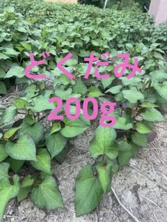 紅はるか切り苗 1000本 茨城県産 PVP付き 紅はるか切り苗 100本 茨城県産PVP付き - メルカリ
