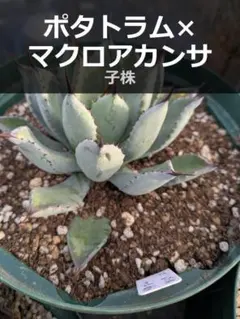 アガベ　ポタトラム×マクロアカンサ　交配種　子株　抜き苗（1株）　2