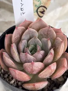 速達追加❤️rinaju様 リクエスト 2点 まとめ商品