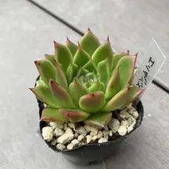エリザベス　多肉植物