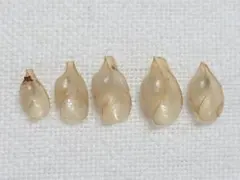 貝 貝殻 標本 カワムラブドウギヌ×5個　156
