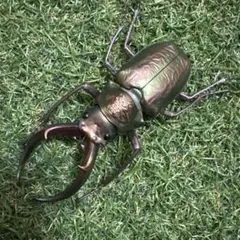 生き物大図鑑クワガタ10 フェイスタメルシワバネクワガタ (メタリックグリーン)