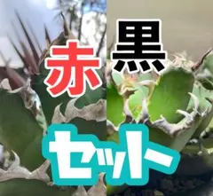 2025年最新】アガベの人気アイテム - メルカリ