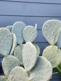 2026年最新】オプンチアの人気アイテム - メルカリ