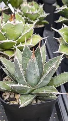 2025年最新】アガベ帝君の人気アイテム - メルカリ