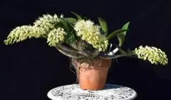 2025年最新】スペシオサムの人気アイテム - メルカリ