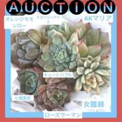 u*f様 ⚠️オークション⚠️ 現品 エケベリア 寄せ植え 多肉弁当 多肉植物