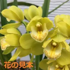 にんじん☆断捨離中(プロフ見てね)様専用　 シンビジウム・シルキーウインドのサムネイル