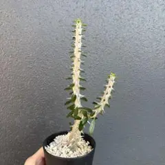 アローディアのサムネイル