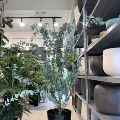 厳選】大型 ユーカリ ムーンラグーン バルーン陶器鉢 植え込み発送