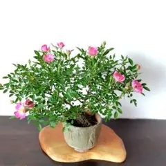 盆栽 皐月 サツキ の菊姫 - メルカリ