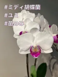 キロロ様 リクエスト 2点 まとめ商品