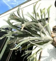 2026年最新】snow queen ビカクシダの人気アイテム - メルカリ