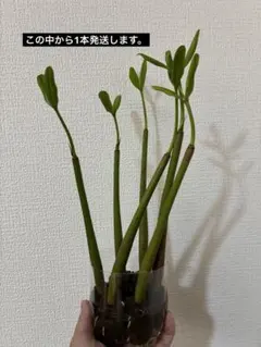 マングローブ 苗 メヒルギ 発根済みのサムネイル