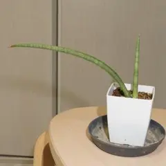 リプサリス パラドクサファイン カット苗③ - メルカリ