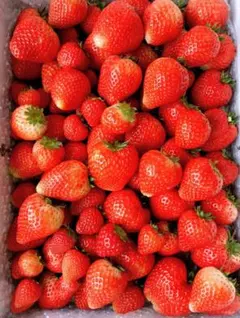 大量約6kg！とちあいか！規格外のため格安！甘くて酸味が少ない品種です！ 大量約6kg！とちあいか！規格外のため格安！甘くて酸味が少ない品種