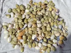 貝殻　イソナミ貝　洗浄乾燥済　約430g　ハンドメイド