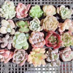 ③サービス品！ 韓国苗　カット苗　ミニ寄せ植え用　多肉植物
