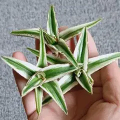 2025年最新】氷山 アガベの人気アイテム - メルカリ