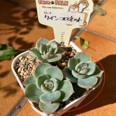 2025年最新】クインコロネットの人気アイテム - メルカリ