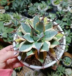 2026年最新】斑入りパリーの人気アイテム - メルカリ