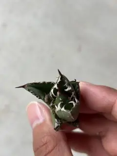 【チタノタ3種セット】BB 黒犀牛 ゴリ猫　鉢ごとメルカリ便発送 61UYIYy07wL._UF350,350_QL50_.jpg