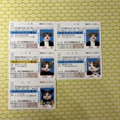 なめ猫 免許証