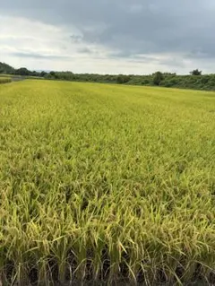 キヌヒカリ　10kg 玄米　令和7年度産　 徳島県産のサムネイル