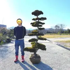 八房五葉松『盆栽』】樹齢推定80年以上。引き取り又は近畿地方のみ配達