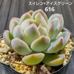 スイレン×アイスグリーン 616 エケベリア 多肉植物 抜き苗