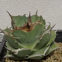 アガベ　チタノタ　黒豹のサムネイル