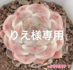 りえ様 リクエスト 5点 まとめ商品