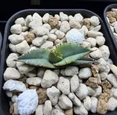 zend様 リクエスト 2点 まとめ商品