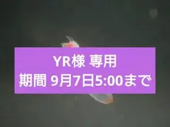 突っ張りウォールラック 60cm ホワイト
