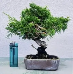 樹高6㎝　津山ヒノキ　檜　豆　ミニ　小品　盆栽　真柏　黒松　五葉松　杉 樹高6㎝ 津山ヒノキ 檜 豆 ミニ 小品 盆栽 真柏 黒松 五葉松 杉 - メルカリ