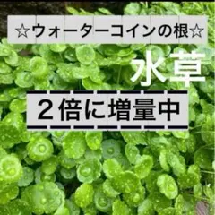 じゅんじゅん様 リクエスト 2点 まとめ商品